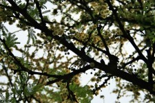 Acacia Tree Flowering
