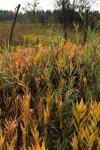 Autumn Prairie Grass Yellow Leaves