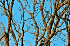 Bare Japanese Raisin Tree Branches