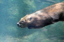 Beaver Underwater