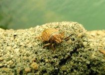 Beetle On Stone
