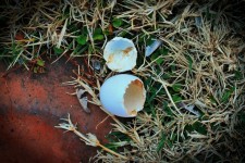 Bird Egg Shell