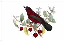 Bird On Branch Illustration