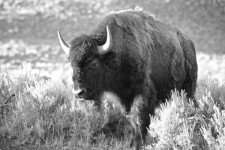 Bison Looks At Grazing