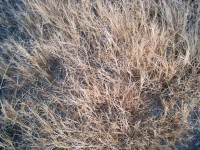 Bleached Grass