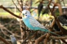 Blue And White Parakeet