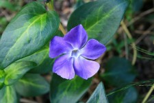 Blue Periwinkle Flower