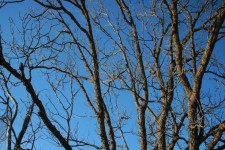 Branches And Blue Sky