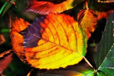 Bright Autumn Bramble Leaf