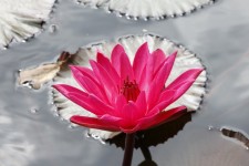 Bright Lily In Pond