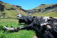 Burnt Tree Stump And Mountains