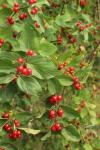 Bush Honeysuckle Red Berries