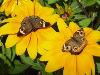 Butterflies On Yellow Flower
