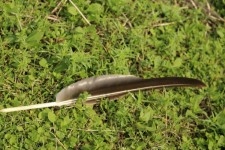 Canada Goose Feather