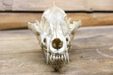 Carnivore Skull