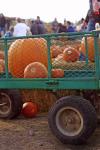 Cart Of Pumpkins