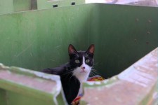 Cat In Rubbish Bin