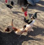 Chickens Foraging