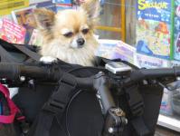 Chihuahua Cyclist