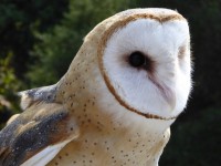 Close-up Of Barn Owl