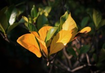 Cluster Of Yellow Gardenia Leaves