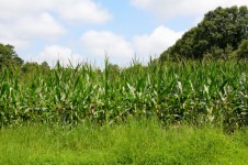 Corn Fields Of Georgia, USA