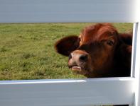 Cow Peering Through Fence