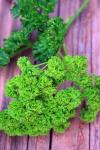 Curled Green Parsley