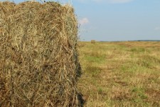 Cut Hay Bale Farm Harvest