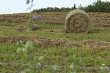Cut Hay Bale Farm Lines Harvest