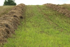 Cut Hay Crop Farm Lines