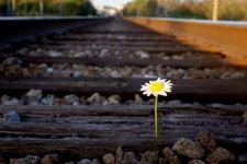 Daisy On Railroad Track