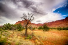 Dead Tree In Utah Wilderness
