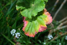 Discoloured Edge Of Geranium Leaf