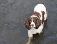 Dog In Water