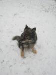 Dog Sitting In Snow