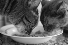Two Cats Eating Tuna