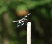Dragonfly Twelve Spotted Skimmer