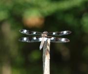 Dragonfly Twelve Spotted Skimmer