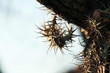 Epiphyte Hanging From Tree