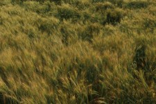 Farm Field Golden Wheat