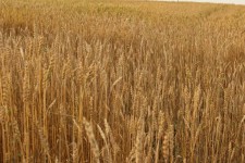 Farm Field Golden Wheat