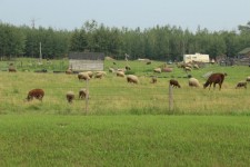 Farm Sheep Lama Livestock