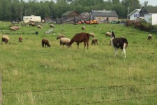Farm Sheep Lama Livestock