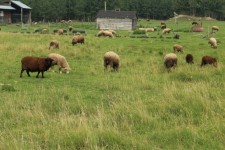 Farm Sheep Livestock