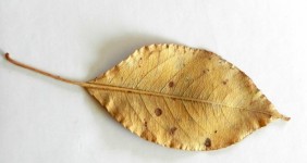 Gold Leaf (2)