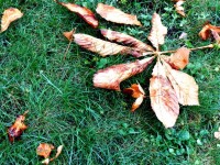 Dead Leaf # 2