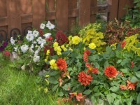 Flowers From My Garden (51)