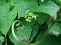 Flower Bean
