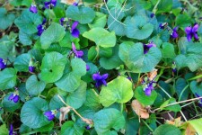 Flowering Violets